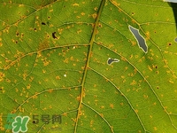 桑叶降糖的食用方法,桑叶怎么用能降血糖