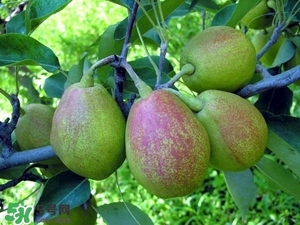 香梨怎么吃最好,香梨好吃吗