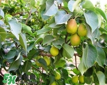 香梨的生长环境,香梨种植技术和条件