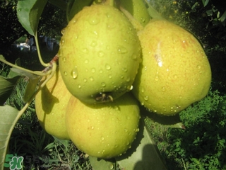 香梨外表好像有蜡一样,为什么香梨表面有层蜡?