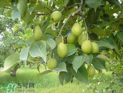 香梨的食用价值,香梨的营养价值