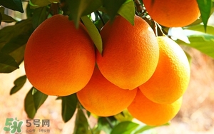 脐橙的食用价值,脐橙的作用和营养价值 脐橙的食用价值,脐橙的作用和营养价值
