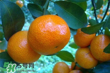 宝宝能吃蜜橘吗,小孩咳嗽能吃蜜橘吗