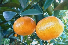 冰糖橘怕冻吗,冰糖橘能放冰箱里吗