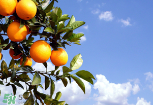 脐橙的特征是什么,什么是脐橙