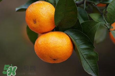 沙糖桔能冷冻吗,沙糖桔可以冷冻吗