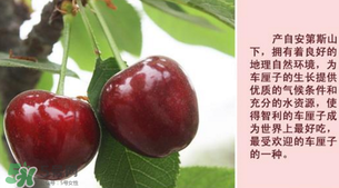 新鲜车厘子能保存多久,新鲜的车厘子一般可以保存几天