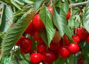 国内车厘子季节,车厘子什么季节吃的