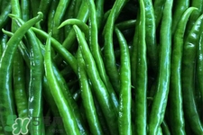 尖椒的储存方法有哪些,尖椒的储存方法 尖椒的储存方法有哪些,尖椒的储存方法