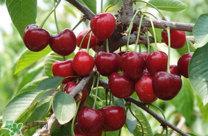 车厘子颜色越深越好吗,车厘子是颜色深好还是浅好 车厘子颜色越深越好吗,车厘子是颜色深好还是浅好