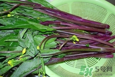 红菜苔为什么有苦味,红菜苔有苦味正常吗