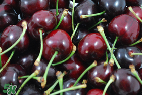 车厘子什么时候吃最好吃,智利车厘子什么时候吃最好