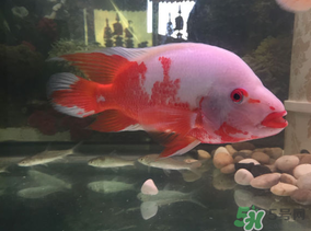 养鱼用什么水养最好,养鱼用什么水养纯净水还是矿泉水 养鱼用什么水养最好,养鱼用什么水养纯净水还是矿泉水