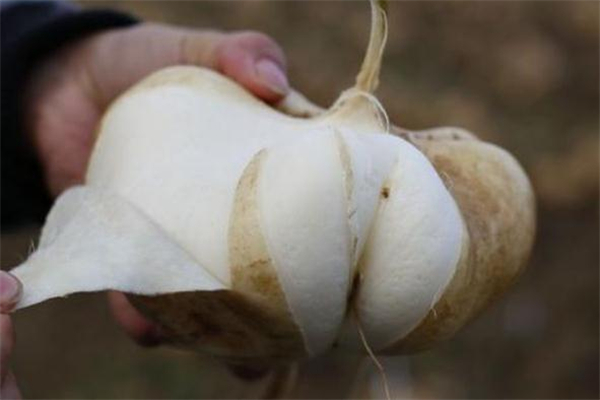 凉薯生吃有什么作用(凉薯生吃有什么作用) 凉薯生吃有什么作用(凉薯生吃有什么作用)