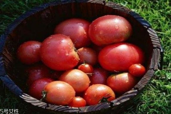 生的西红柿可以吃吗(生的西红柿可以吃吗)