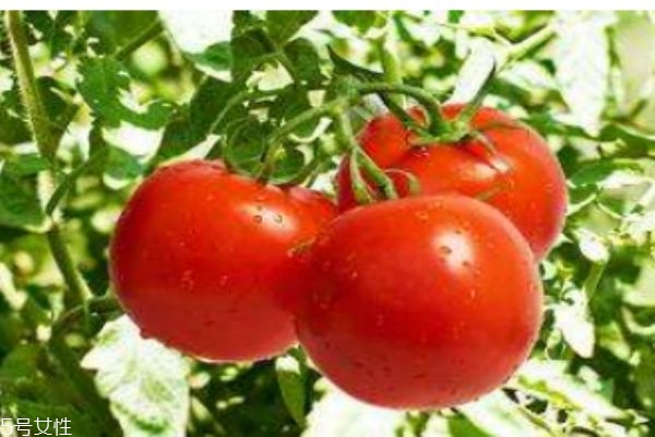 西红柿的热量是多少呢(西红柿有多少热量)