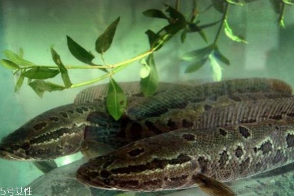 吃黑鱼有什么作用呢(吃黑鱼有什么功效和作用)