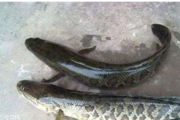 黑鱼的食用有什么禁忌吗(吃黑鱼有什么禁忌吗) 黑鱼的食用有什么禁忌吗(吃黑鱼有什么禁忌吗)