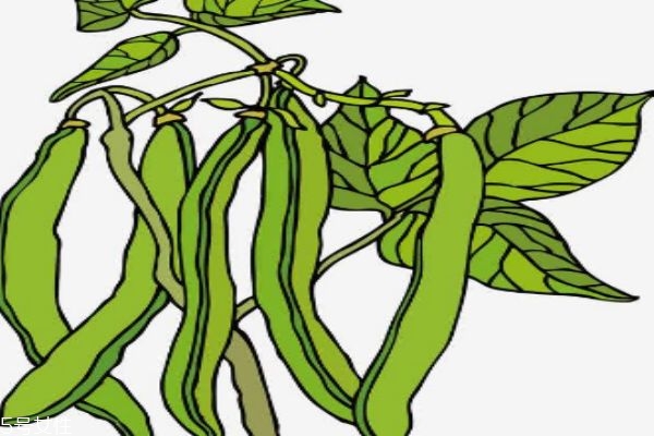 豆角是发物吗(豆角是发物吗 皮肤科)