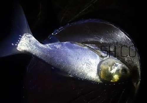 鲢鳙什么天气钓最好(鲢鳙什么天气钓最好)