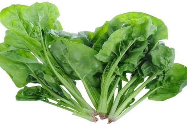 孕妇吃菠菜有什么好处呢(孕妇吃菠菜的好处)