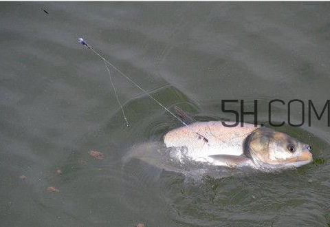 钓鳙鱼的条件(钓鳙鱼的两大钓法技巧)