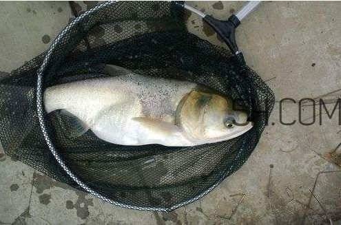 鲢鳙不开口怎么办(冬天鲢鳙不开口怎么办) 鲢鳙不开口怎么办(冬天鲢鳙不开口怎么办)