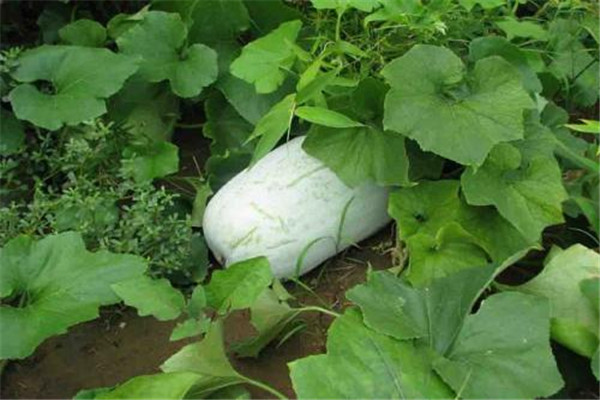 吃冬瓜的注意事项(吃冬瓜的禁忌)