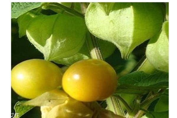 姑娘果多少钱一斤呢(姑娘果多少钱1斤)