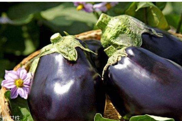 茄子多少钱一斤呢(茄子多少钱一斤呢)