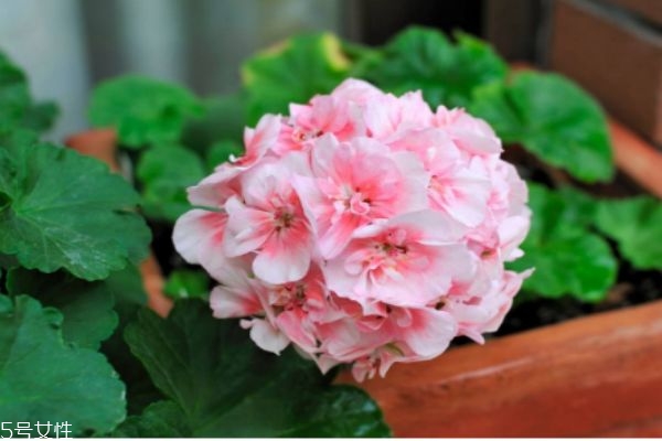 入腊红图片,红蜡是什么材料