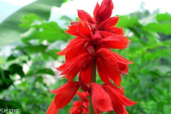 一串红的作用,美丽的一串红
