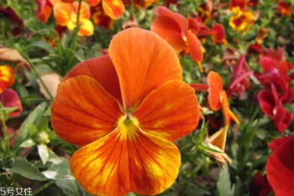 三色堇有什么功效吗,三色堇的药用价值 三色堇有什么功效吗,三色堇的药用价值