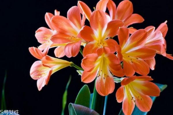 君子兰有什么用处,君子兰有什么功效