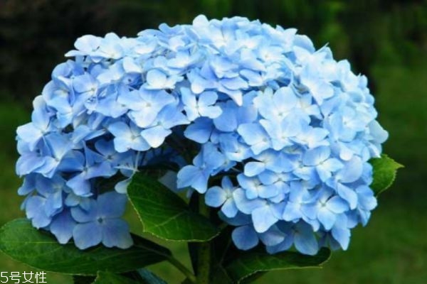 八仙花的作用,八仙花是什么