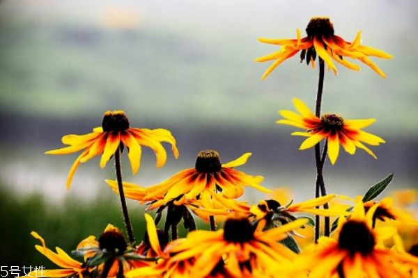 黑心菊的功效,黑心菊泡水喝有什么作用