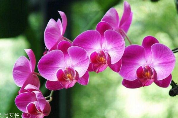 蝴蝶兰有什么用处,蝴蝶兰有什么功效