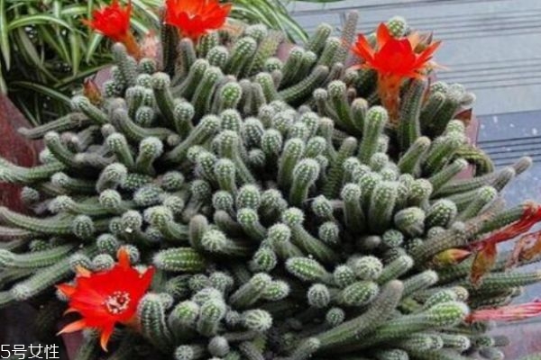 仙人指的作用和功效,仙人指的是