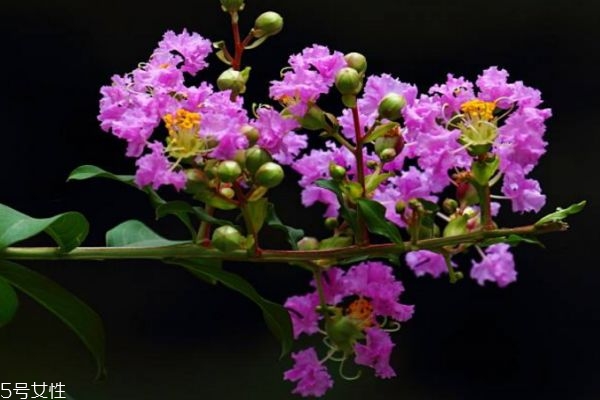 紫薇花的功效和作用,紫薇花有什么药用功效