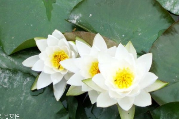 睡莲有什么用处,睡莲的功效和作用 睡莲有什么用处,睡莲的功效和作用