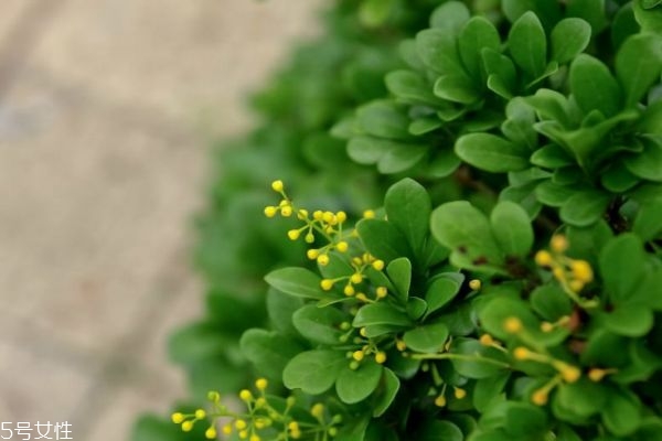 米兰花的作用,米兰花对人体有什么好处