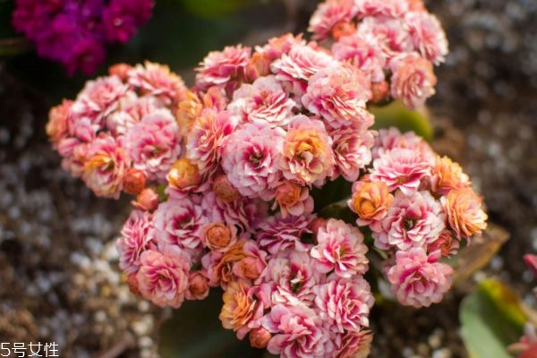 长寿花的作用是什么,长寿花有什么好处和坏处