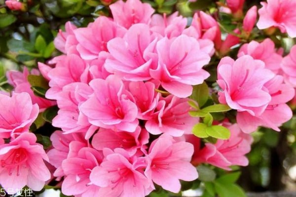 杜鹃花喜欢在什么环境下生长,杜鹃花的生长环境条件