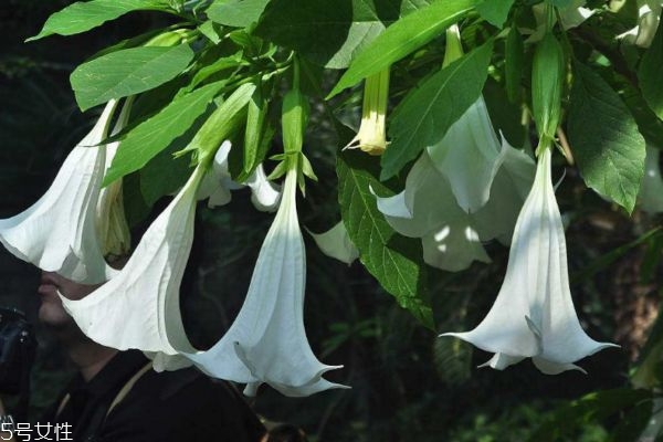 曼陀罗的作用是什么,曼陀罗有什么药效