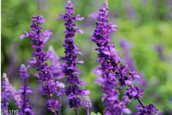 迷迭香的作用,迷迭香有用吗