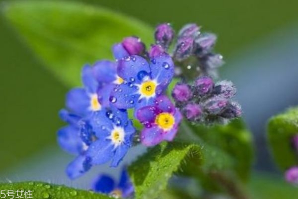 勿忘我的作用,什么是勿忘我