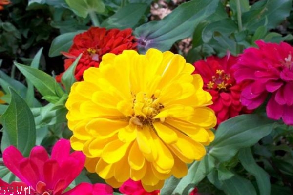 百日草是什么,百日草作用和功效