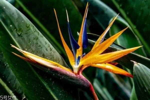 天堂鸟的作用,鸟的天堂有什么特点? 天堂鸟的作用,鸟的天堂有什么特点?