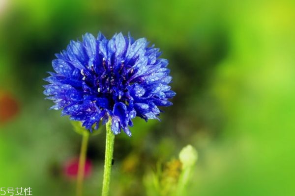 矢车菊好种吗,矢车菊的种子是什么样的 矢车菊好种吗,矢车菊的种子是什么样的