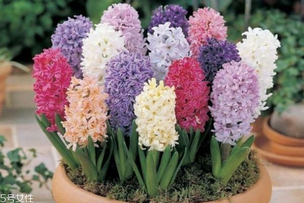 风信子价格多少钱,风信子批发多少钱一个 风信子价格多少钱,风信子批发多少钱一个